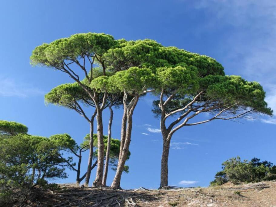 Le Petit Cote Ouest - Appt Dans Les Pins Pres De La Plage Ле-Сабль-д’Олон Экстерьер фото